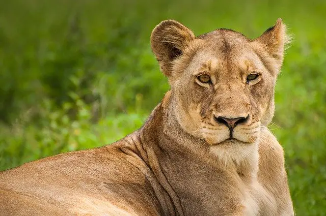 How Long Do Female Lions Live