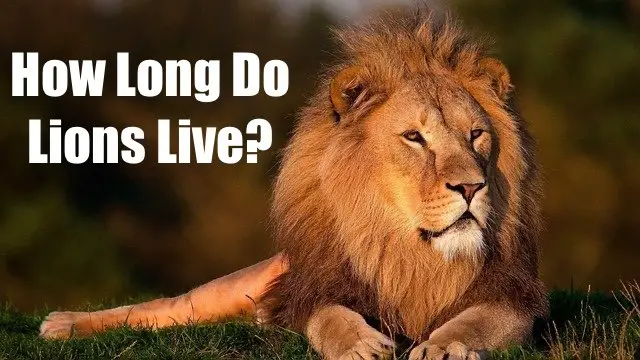 How Long Do Lions Live - Lion Lifespan