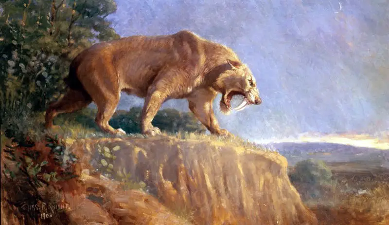 Saber Tooth Cat Facts Saber Tooth Cat Information