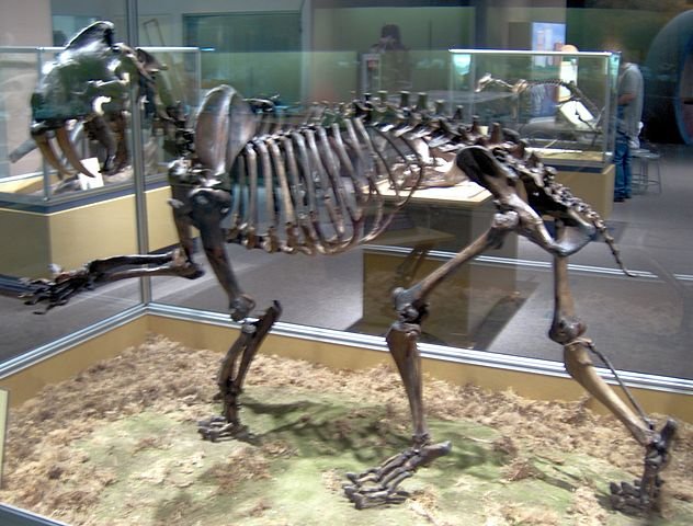 Saber Tooth Cat Skeleton