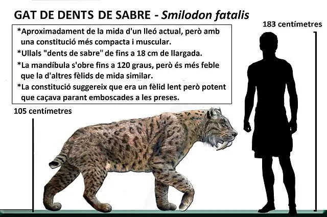 saber tooth cat size