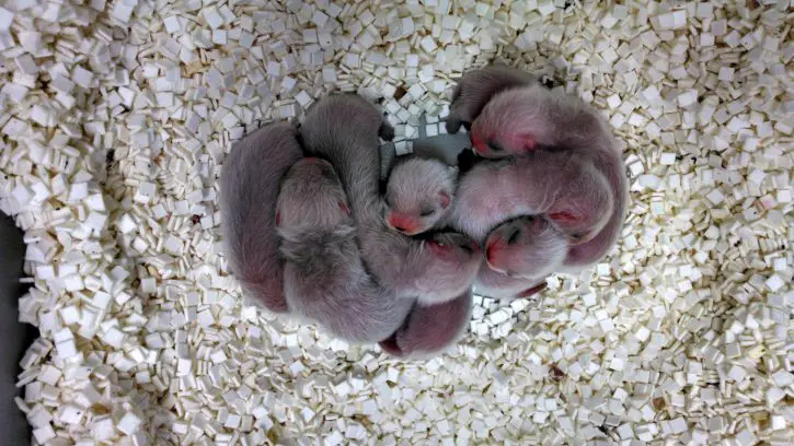 Newborn Black Footed ferrets baby