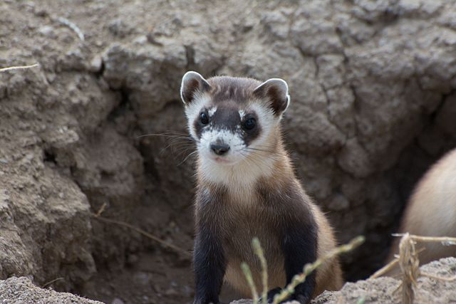 Black Footed Ferret Facts