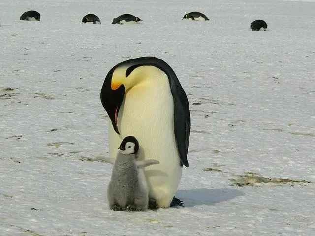 Emperor Penguin Baby