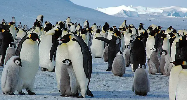 Emperor Penguin Colony