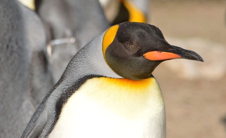 What Color Are Penguins Beaks