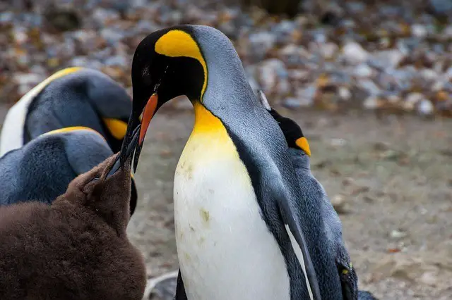 Emperor Penguin feeding chicks