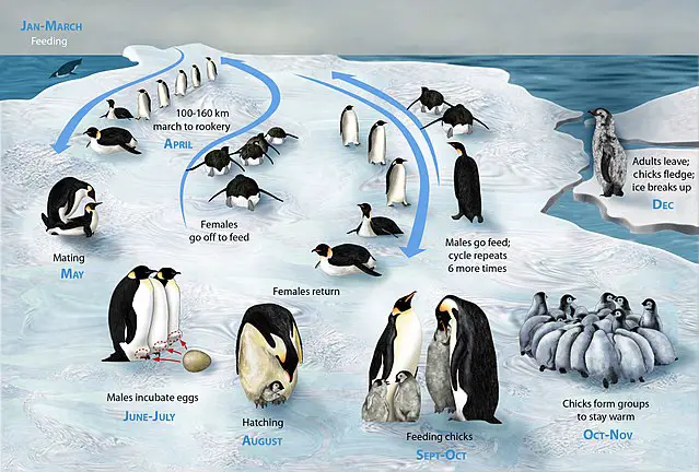 Emperor Penguin lifecycle