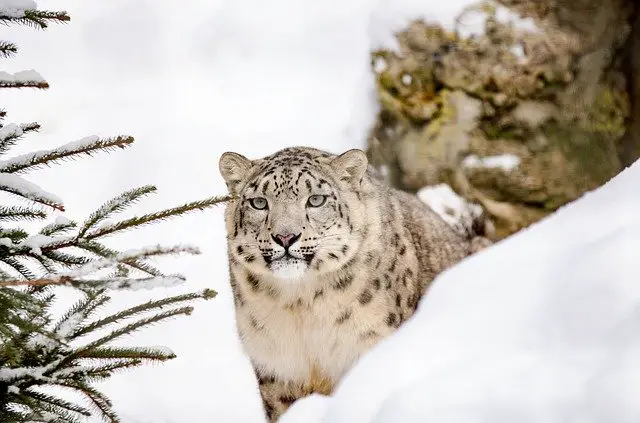 Snow Leopard Facts for Kids