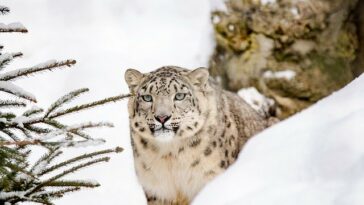 Snow Leopard Facts for Kids