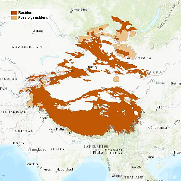 Where Do Snow Leopards Live Map