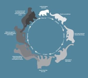 Snow Leopard Facts For Kids - Snow Leopard Information For Kids