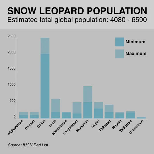 Snow Leopard Facts For Kids Snow Leopard Information For Kids