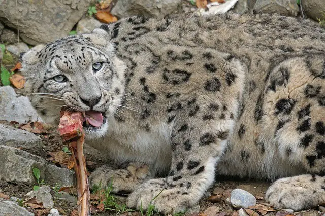 What do Snow Leopards Eat