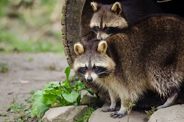Raccoon Facts For Kids