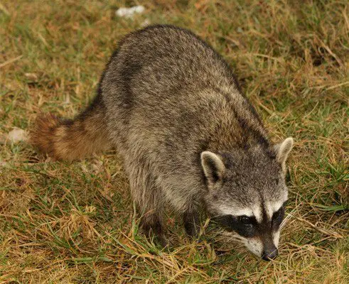 The Cozumel raccoon (Procyon pygmaeus)