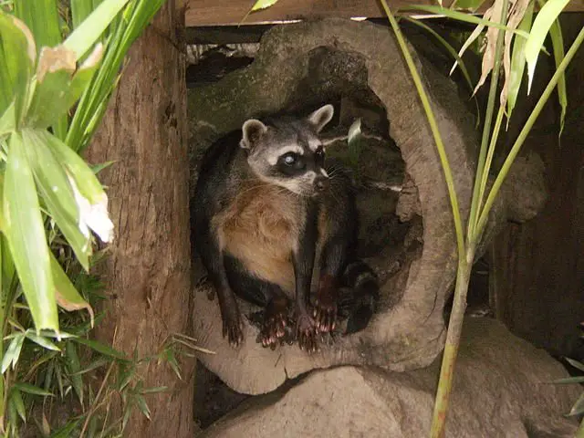 The crab-eating raccoon (Procyon cancrivorus)