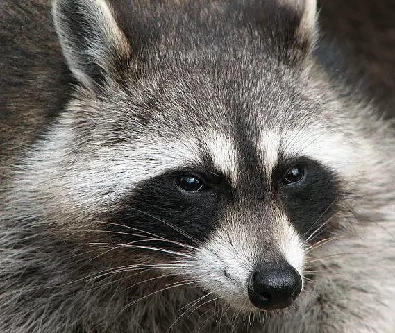 raccoon-facts-for-kids-all-about-raccoons