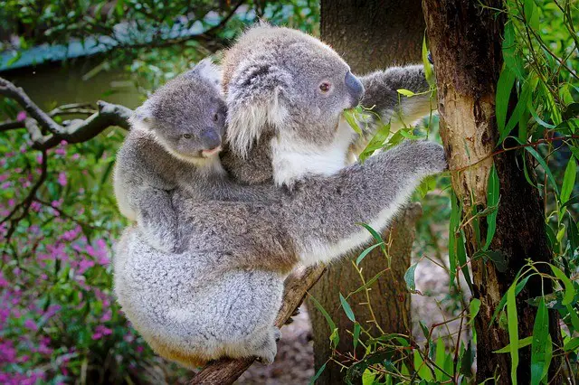 Koala Baby Facts