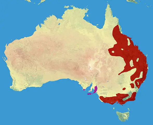 Koala Habitat Map