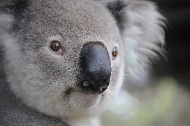 Koala Information For Kids