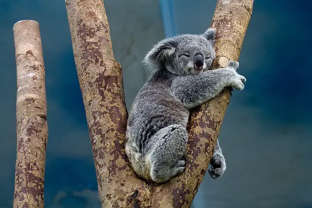 Koala Sleeping in Tree