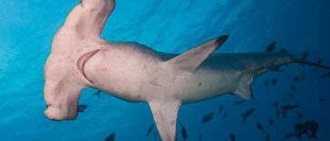 Hammerhead Shark Facts For Kids - All About Hammerhead Sharks