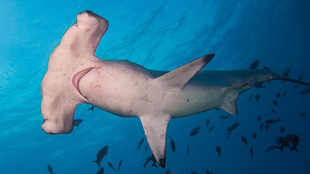 Hammerhead Shark Facts For Kids - All About Hammerhead Sharks