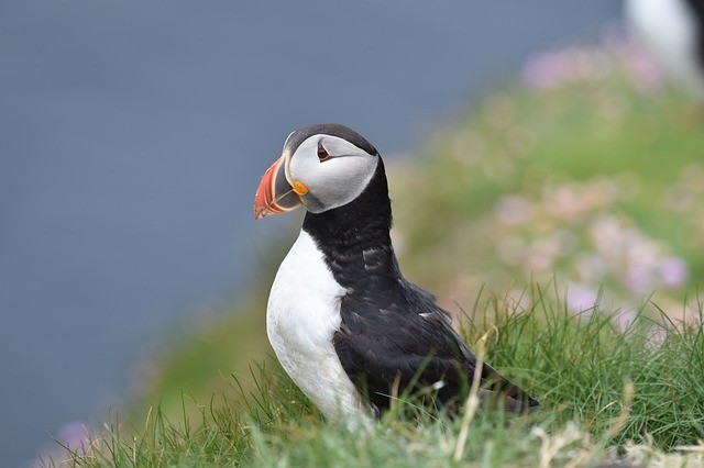 all about puffins