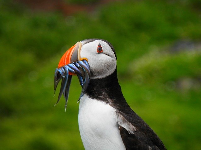 What do puffins eat