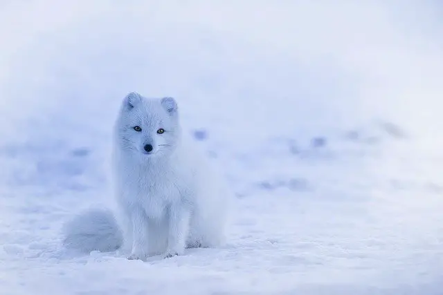 Illustration, white adult and baby Arctic Lemmings