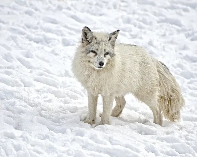Arctic Fox Appearance