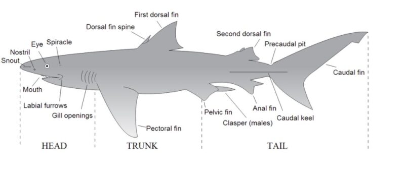 Great White Shark Adaptations