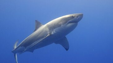 Great White Shark Facts