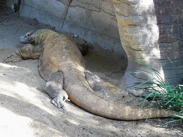 Komodo Dragon Facts