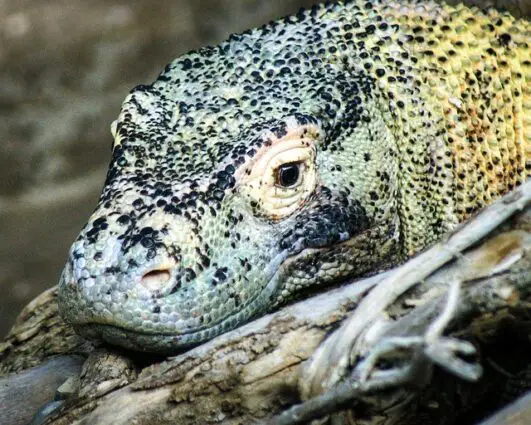 Printable Komodo Dragon Facts