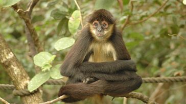 Spider Monkey Facts For Kids