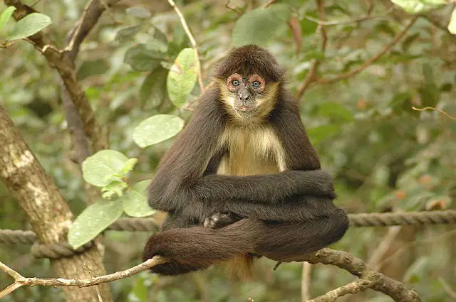 tropical rainforest spider monkeys