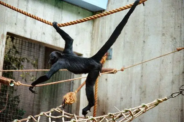 Spider Monkey Facts For Kids - All About Spider Monkeys