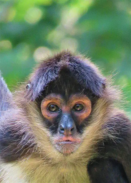 Spider Monkey