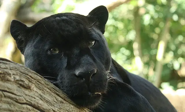 Black Panther Characteristics