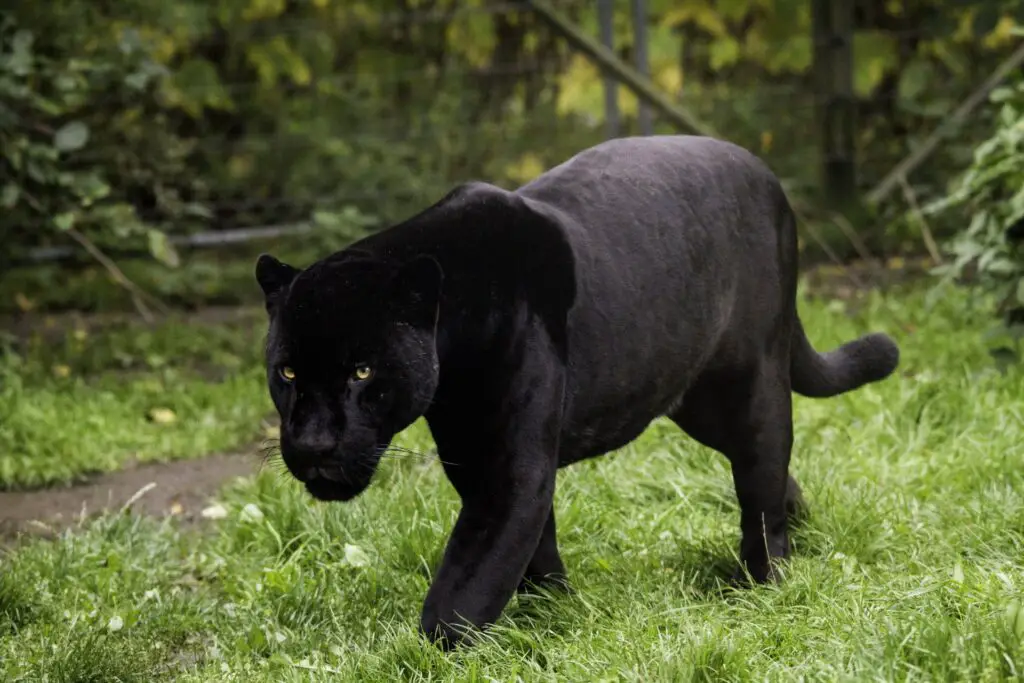 Black Panther Habitat