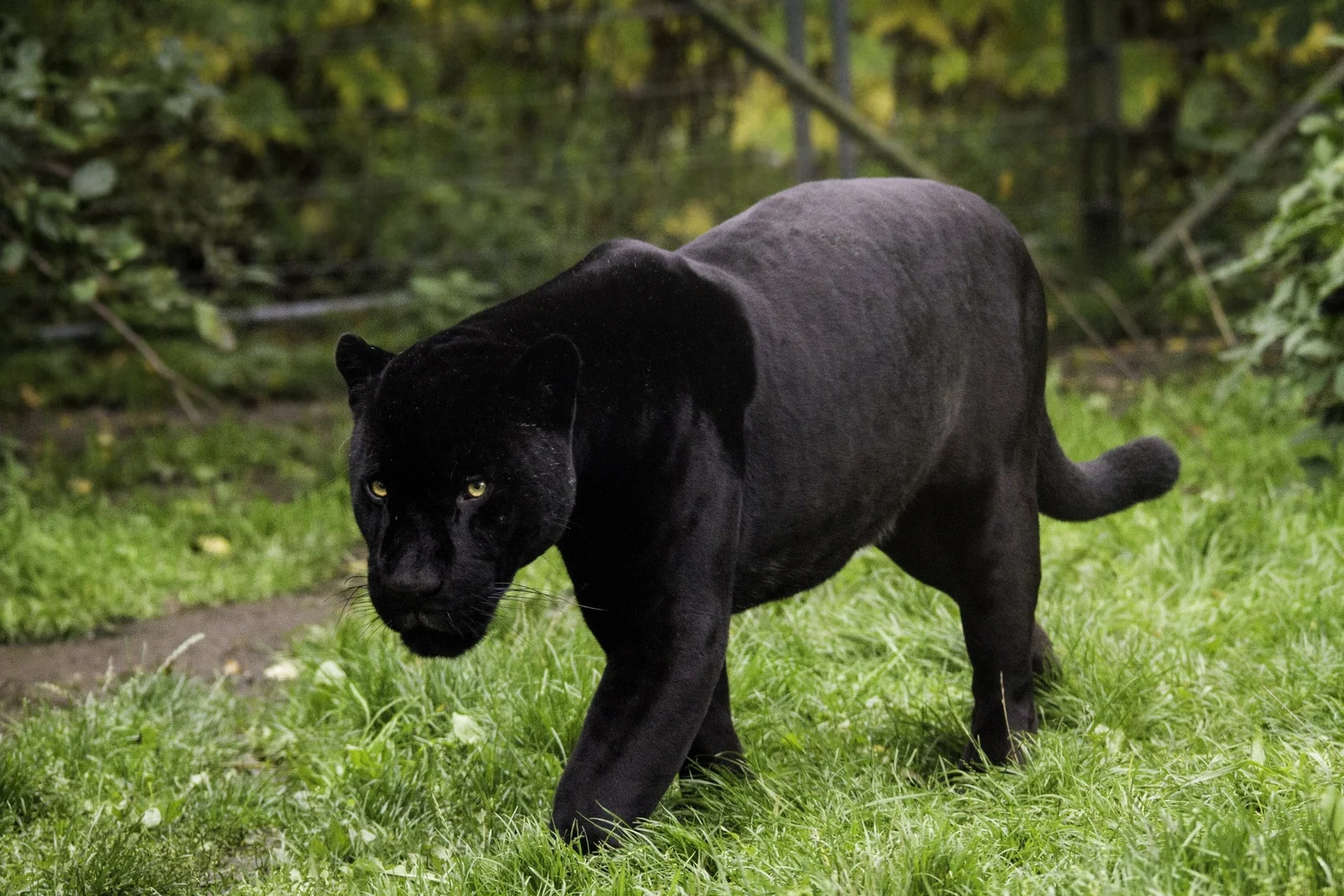 Amazon Rainforest Animals Black Jaguar