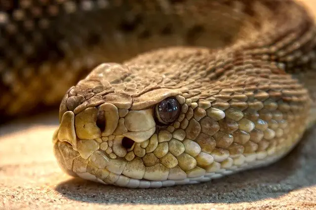 Rattlesnake facts