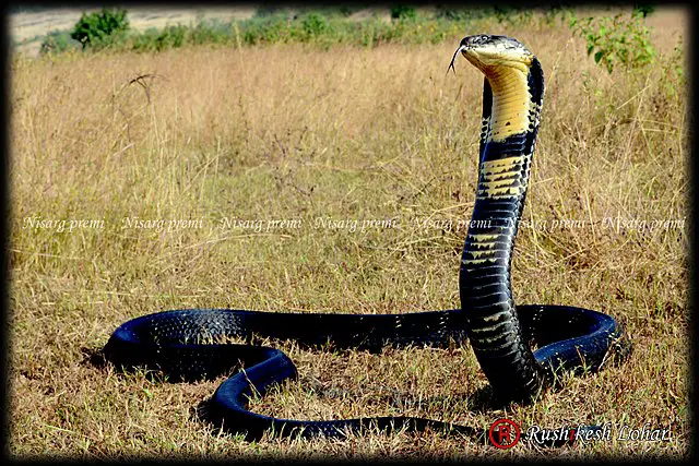 King Cobra Facts For Kids - All About King Cobra