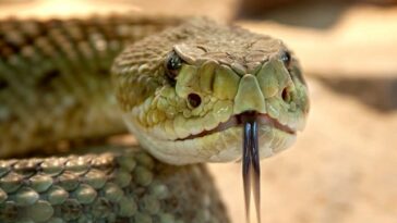 Rattlesnake Facts for kids