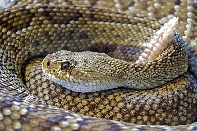 rattlesnake adaptations