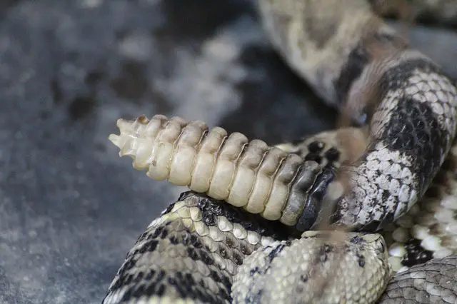 Rattlesnake tail