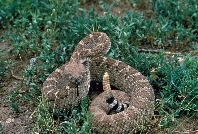 rattlesnake habitat