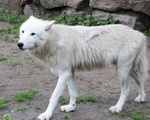 arctic wolf facts for kids